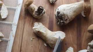 Preserving and trimming fresh porcini