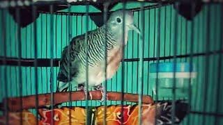 SUARA PERKUTUT BANGKOK PIYIK RING SILWAK BIRD FARM