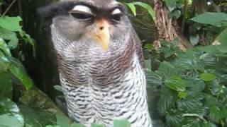 Malay Eagle Owl - Kitty