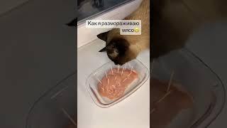 как обмануть кота