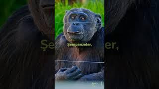 Hayvanlar hakkında ilginç bilgiler #hayvanlar #bilgi #zoo