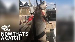 13-year-old catches massive 900-pound shark in Port Aransas