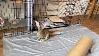 Flemish Giant Rabbit First Week With His New Family