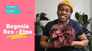 Begonia Rex Etna Care Guide | All you need to know | An Underrated Plant