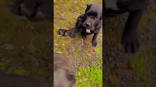Hi Poker, Banda Cane Corso #youtubeshorts #dog #shortsvideo #shortvideo #canecorso #animals #nature