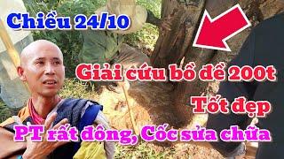 Chiều 24/10, hành trình giải cứu cây bồ đề 200 tuổi - tốt đẹp, PT rất đông, Cốc đang sửa chữa.