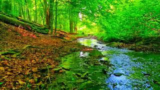 The brook babbles and the nightingale sings in the forest || Relaxing sounds for stress relief