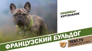 TEST.TV: Французские бульдоги собаки куртизанок.