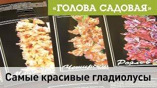 Голова садовая - Самые красивые гладиолусы