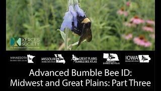 Advanced Bumble Bee ID: Midwest and Great Plains - Part Three