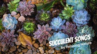 Succulent Songs - Beautiful, Relaxing Music for Study, Work, Meditation, Sleep