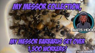 My Messor Collection, My Messor barbarus Get Over 1,500 Workers!