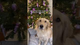 My Golden Retriever's "unrealistic" Christmas wish  #goldenretriever #christmasdog