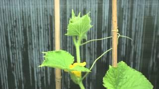 Disco Cucumber Time Lapse - with Wingscapes TimelapseCam