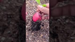 When to pick  Radishes !  #radishes #gardening #greentgarden