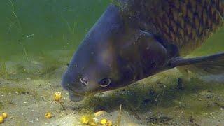 Catching a big carp underwater (Amur)