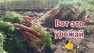 Морковь/Собрала Секси -морковку/Такого урожая у меня ещё не было 