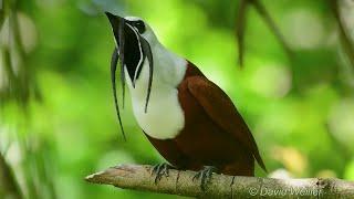 The Beautiful Three-Wattled Bellbird Courtship Song and Display