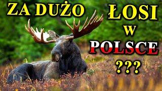 ŁOSIE Atakują Ludzi, Wpadają Pod Auta - Czy Jest Ich Za dużo?