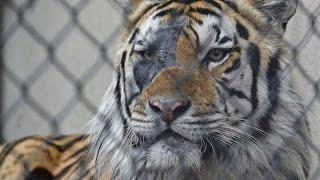 Memorial held in Memory of Mike VI