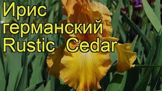 Ирис германский Растик Седар. Краткий обзор, описание характеристик iris germanica Rustic Cedar