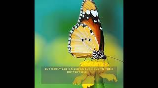 #butterfly have #buttery #wings