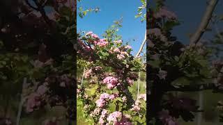 Боярышник Пауль Скарлет #сад #боярышник #весна25  #garden #сербия