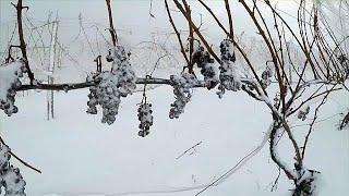 Eiswein: Süße Spezialität mit Nervenkitzel