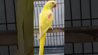 lutino raw beauty Masha Allah  dream bird #lutino Alexander #bird #cutebirds #birds