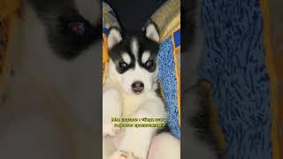 Выбираем щенка хаски #хаскивидео #хаскиприколы #хаски #husky