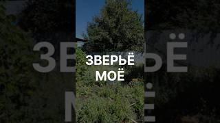 Зверьё моё