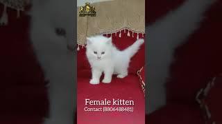 Persian cat kitten in india | blue eyes female Persian kitten for sale