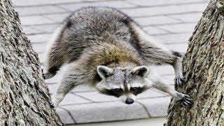 Funniest Raccoon Videos