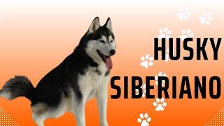 El Husky Siberiano: Belleza y Aventura en un Paquete Peludo