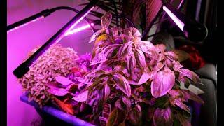 DO THESE EVEN WORK???  AMAZON LED GROW LIGHT UNBOXING AND FULL REVIEW 4K