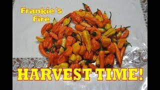 HARVEST TIME!