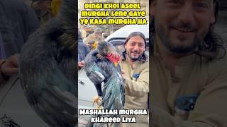 New Aseel Murgha Mandi Chale Gaye #shamo#viral#birds #youtubeshorts #trendingshorts #aseel