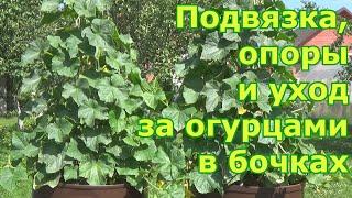 Опоры для огурцов в бочках. Подвязка, формирование и уход за огурцами в бочках. Что любят огурцы?