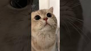 Long time meow see~ The Great Cash is back!‍️