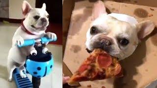 Подборка милых видео французского бульдога | Bulldog funny videos