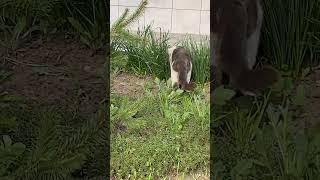 Кот Мажорик…