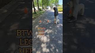 Www.jaycaydogservices.com