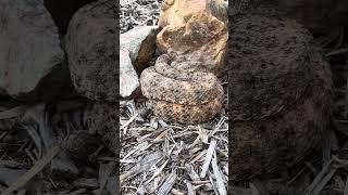 Rattlesnake ️ Up Close!!!!