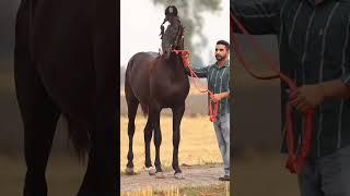 ️New Punjabi horse status ️