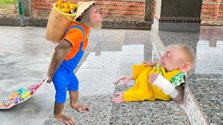 CUTIS secretly harvests special fruit, buys apology gift Baby monkey (Ep4)
