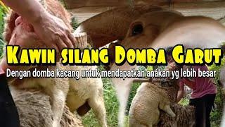 Cara kawin silang domba Garut anti gagal