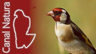 Jilguero europeo (Carduelis carduelis) European Goldfinch 4K