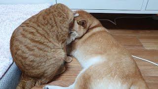 Orange Cat Loves Shiba Inu