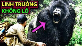 Gorilla: a Small Version of King Kong