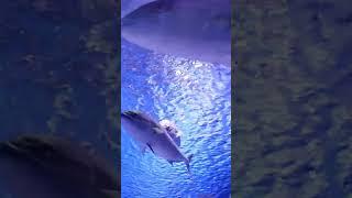 "The Ruthless Tuna's Vicious Blow"